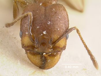 Media type: image;   Entomology 9131 Aspect: head frontal view